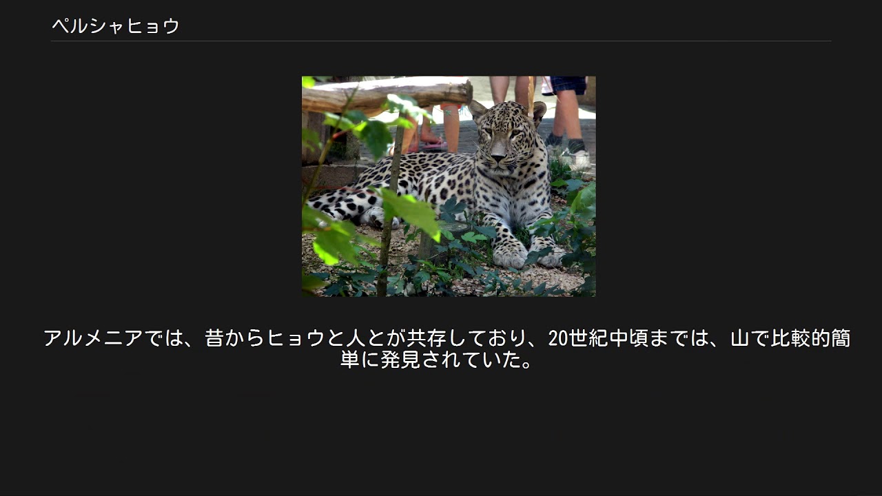 ペルシャヒョウ Youtube