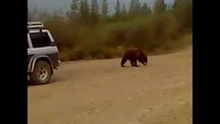 Медведь занимается рэкетом на Колыме (Магадан)