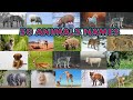 50 Animals Name in English with pictures