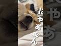 ニャンニャン系の柴犬こむぎ