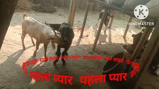 पहला पहला प्यार । बकरा बकरी का प्यार ।#short#shortviral#soni111#reallove#love#goat#goats