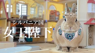 シルバニア王国を手にしたウサギ　#933