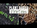 Grow plant based protein in the garden  vegetarian or vegan homestead