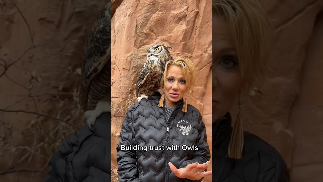 How to build trust with an Owl 