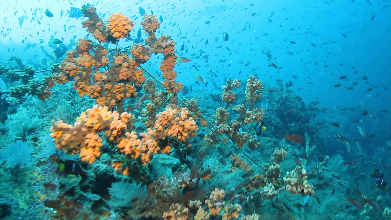 Bahia Solano - Amazon Adventures