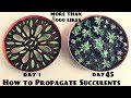 Gambar cover How to Propagate Succulents Fast n Easy