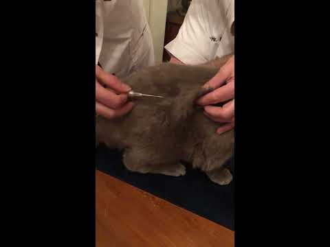 Video: Bekommen Katzen Spritzen?