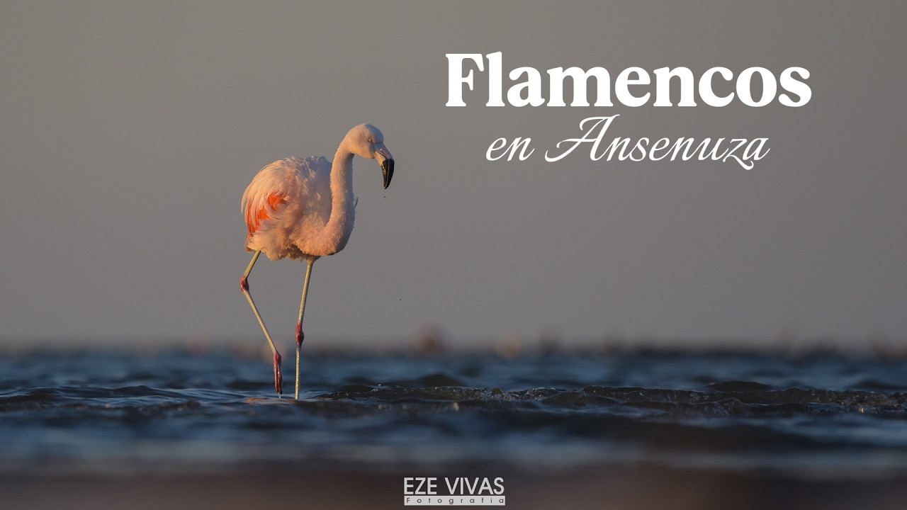 Flamencos