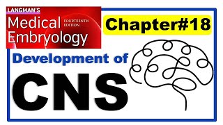 Langman Chapter#18 | Development of Central Nervous System | Embryology | Dr Asif Lectures