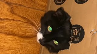 猫猫头世界本没有路可以自己造。剃完脚毛后的猫面对美食诱惑开天辟地给我的豆腐渣工程来了一笔