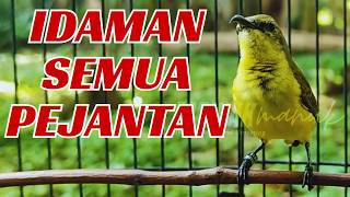 SUARA SOGON BETINA  MEMANGGIL JANTAN AMPUH UNTUK PANCINGAN SOGON AGAR BUNYI DAN NAIK BIRAHI PART 32