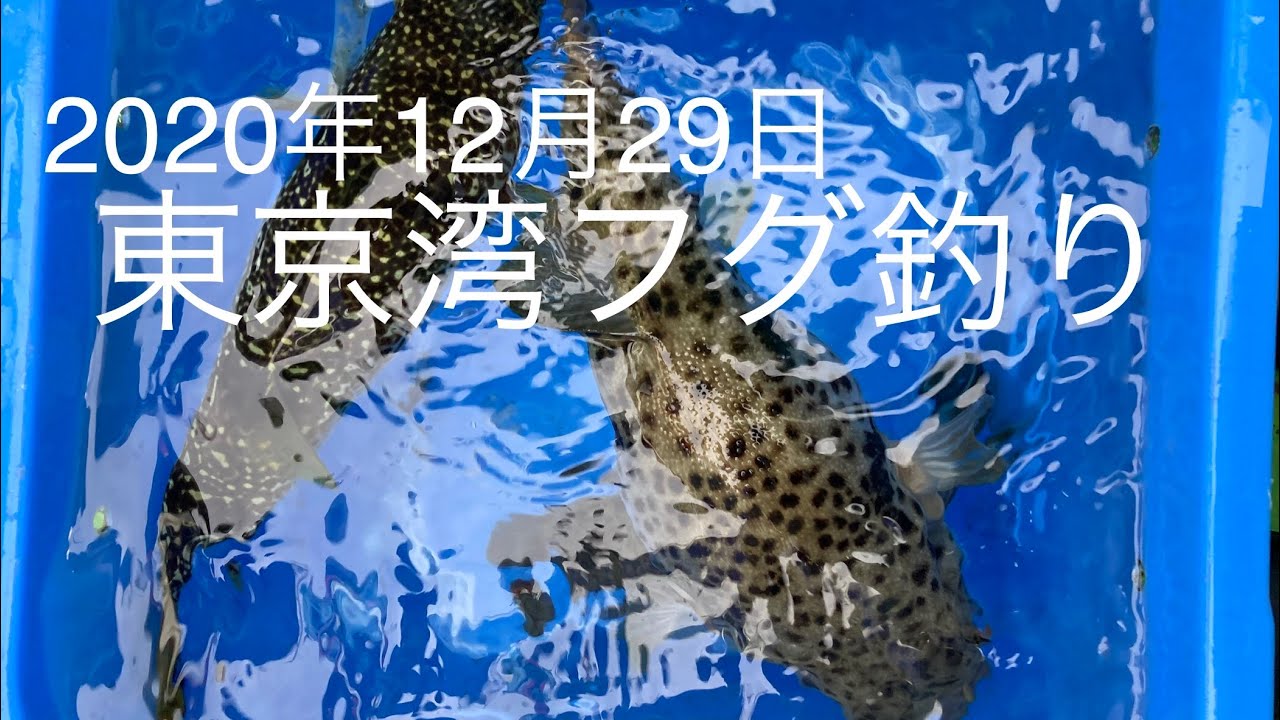 東京湾フグ釣り 年12月29日 Youtube