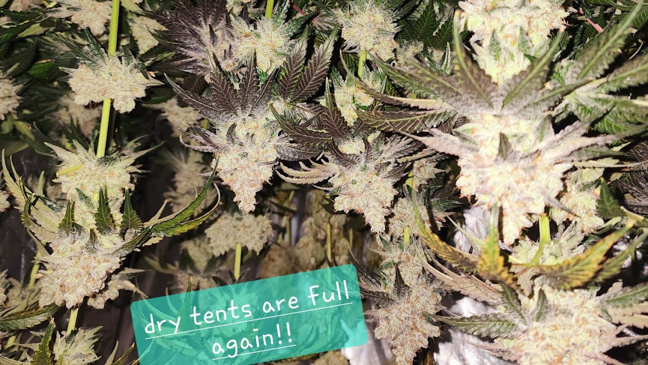 Humboldt Seed Co Genetics Outdoor Grow!!