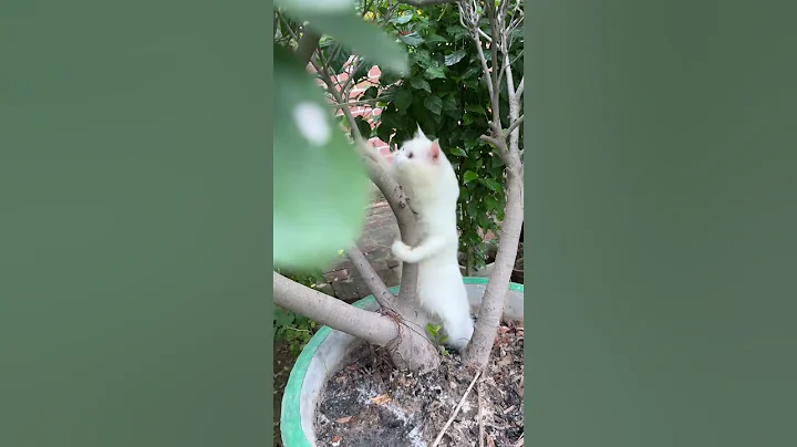 Video 10765501: persiancat cats catlover, persiancat funny cute catlover, persiancat love catlover