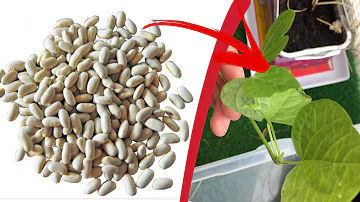 Comment faire germer des graines d'haricot ?