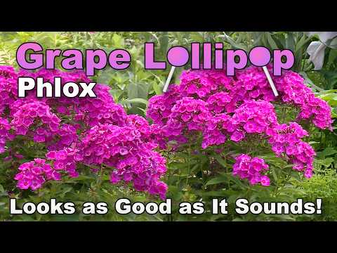 Grape Lollipop Phlox: A Sweet Burst of Summer Color