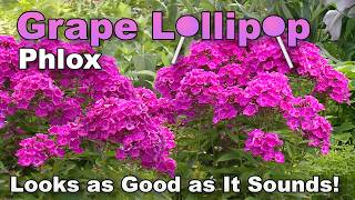 Download lagu Grape Lollipop Phlox: A Sweet Burst of Summer Color
