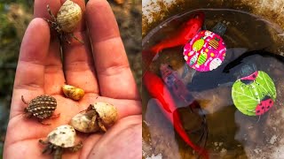 Catching Aquarium Fish Turtles In Backyard Pond Amazing Aquarium Creatures Outdoor Fishing 34