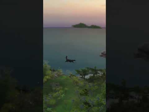 Flying Cat