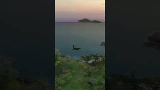 Flying Cat