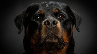 Strongest Dog Breeds That Might Surprise You!