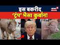 Bakra Eid 2026: बकरीद पर यहां कुर्बान होगा Trump भैसा! | Heavyweight Bull | Bangladesh