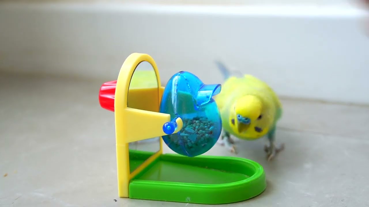 Choosing the Right Bird Cage for Your Pet