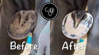 Satisfying hoof restoration and shoe replacement