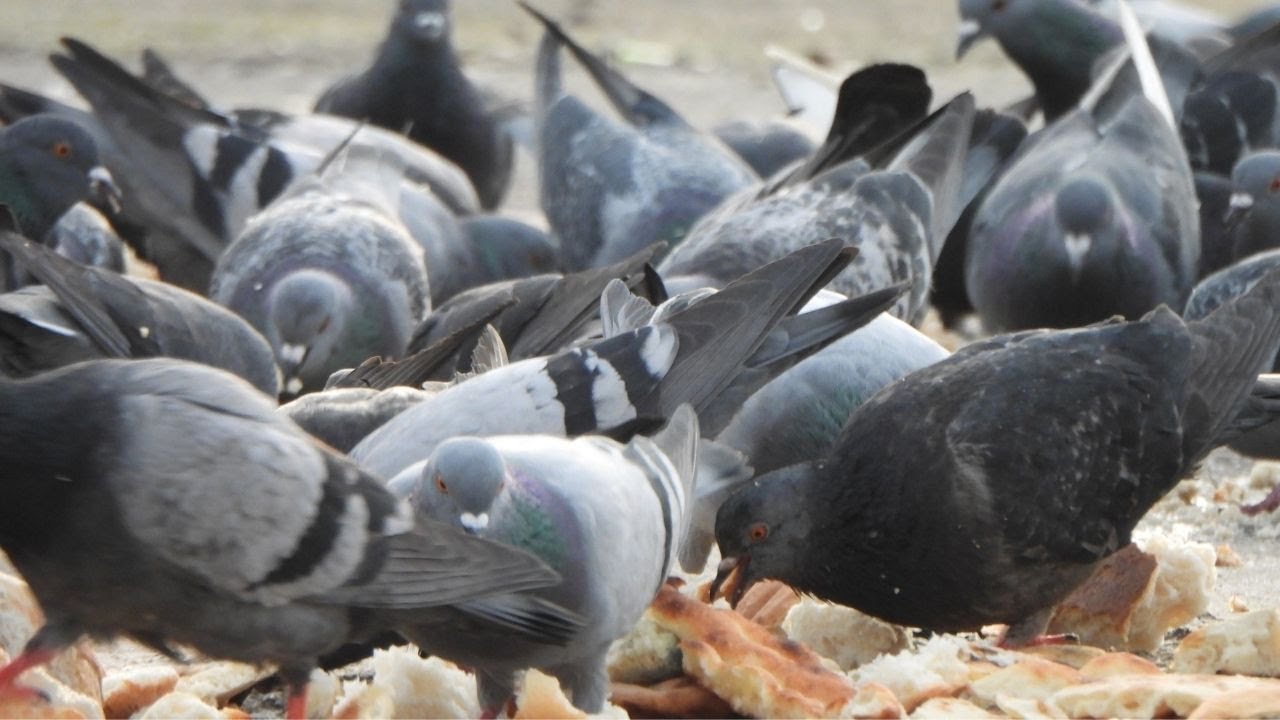Pigeons Eating Bread on a Light Rainy Day | ( Bird, bird sounds, nature videos, CAT TV )