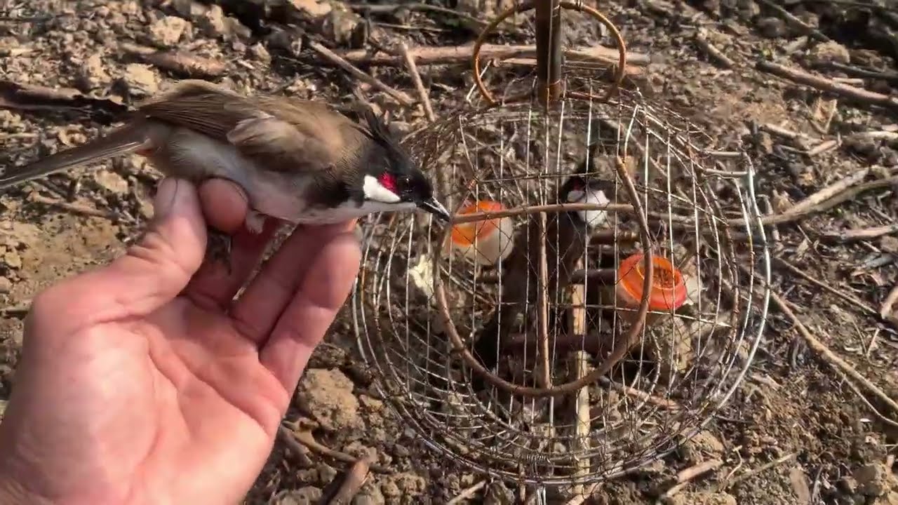 Laij cuab noog diab kaum lauj 2, 2026