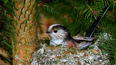 Nesting birds – Long-tailed tit (Aegithalos caudatus) - DayDayNews