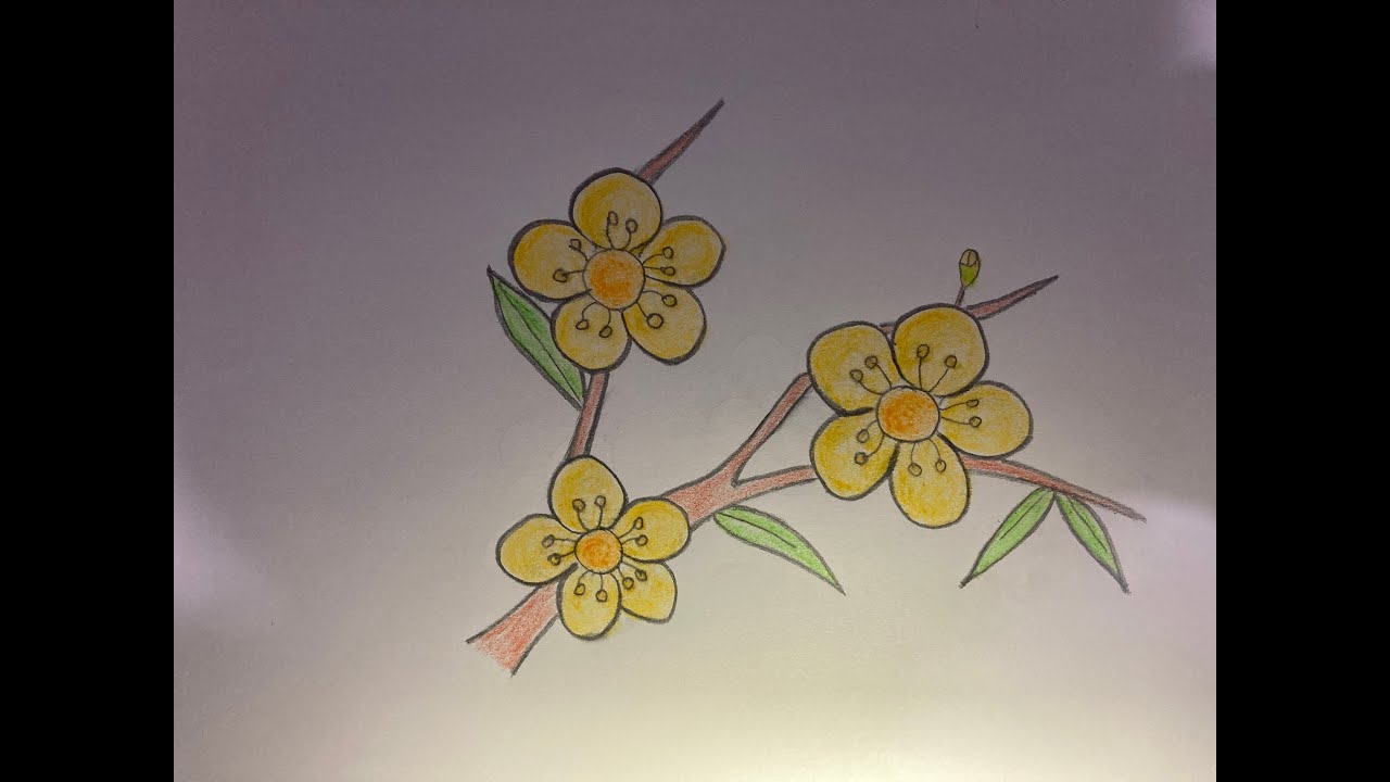 Vẽ hoa mai đơn giản sẽ giúp bạn trau dồi kỹ năng vễ tranh và cảm nhận sự tươi mới của mùa xuân đang đến. Bạn sẽ tìm thấy cách tạo nên bức tranh hoa mai đơn giản tuyệt đẹp với hình ảnh liên quan, bất kể trình độ vẽ của bạn là gì.