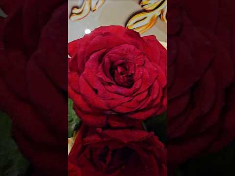 Gardener S Birthday Cake