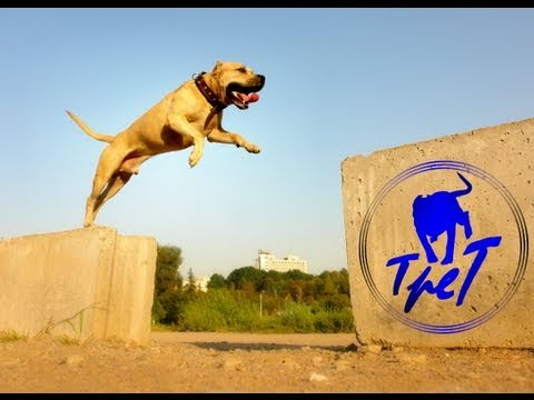 TreT-Style (parkour dog from Ukraine)