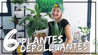 6 plantes dépolluantes pour un intérieur plus sain !