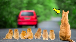 Cat And 7 Kittens Are Thrown Out Of A Car. 30 Minutes Later Something Incredible Happens! by UNITY 9,428 views 2 weeks ago 12 minutes, 59 seconds