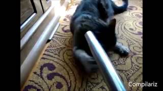 Классная нарезка видеороликов забавных котов и реакции на пылесос