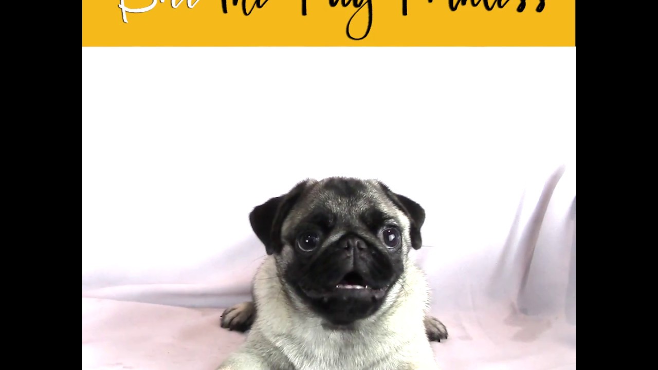 Pug Dog Barking YouTube Maxresdefault