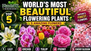 🌍 World's 5 Most Beautiful Flowering Plants 🌸 | Lily, Orchid, Tulip, Peony & Cherry Blossom 
