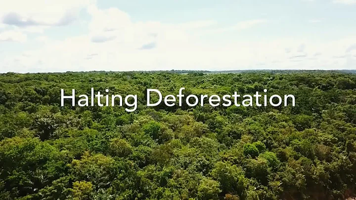 Halting Deforestation in the Amazon