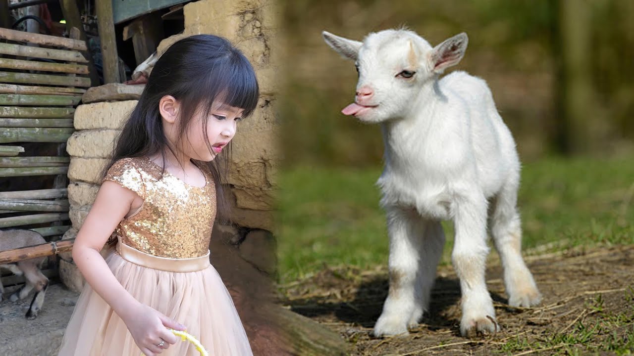 Baby and the kid goat
