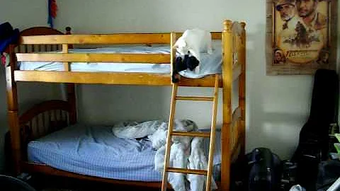 Watch the video about Mino The Flame Point Siamese Kitten Plays Fetch