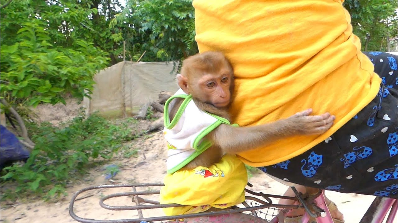 Baby Monkey Ride Bicycle, Smart Monkey Happy With Riding Bike - YouTube