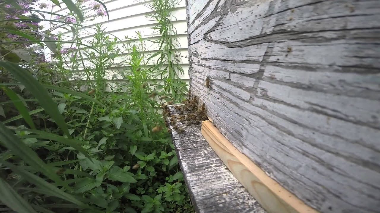 Gopro Bee honey bees shot with gopro camera - YouTube
