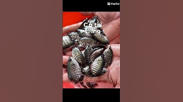 trại cá giống sơn phát Bình  Thuận chuyên cung cấp các loại cá giống ai cần LH e ạ:0372076731gặp Sơn