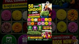 50 రకాల🌱🌼 చామంతి నారు ఫ్రీ seeds 👌#shorts #chamanthi #chrysanthemum #garden #gardening #saplings