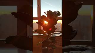 Улыбка нового дня! #музыка #топ #morning #sunrise #inspiration #joy #light #newday  #music