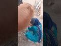 गांव की देसी life #desivlog #gaonkilife
