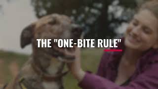 Dog Bite Laws in North Carolina (You Must Know)
