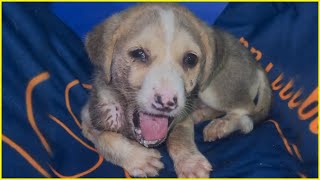 Please Help To Close My Mouth! Puppy's Tearful End After 10 Days of Hunger